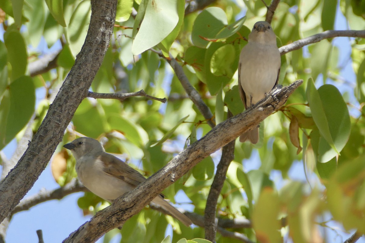 Southern Gray-headed Sparrow - Peter Kaestner