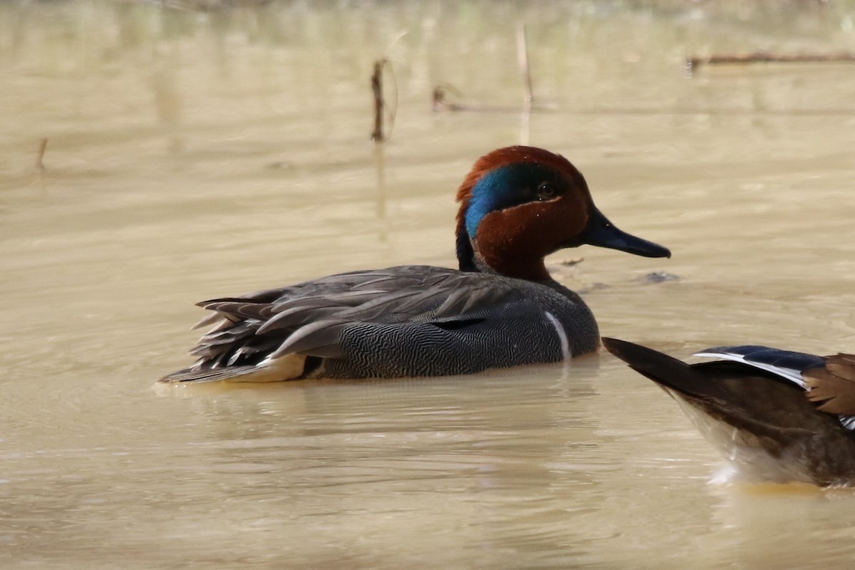 Green-winged Teal - ML94008401