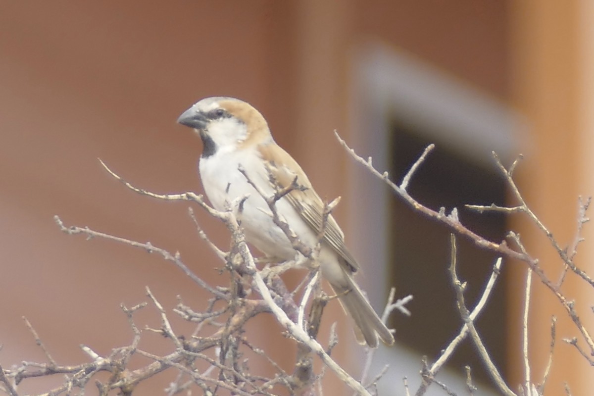 Great Rufous Sparrow - ML94009491