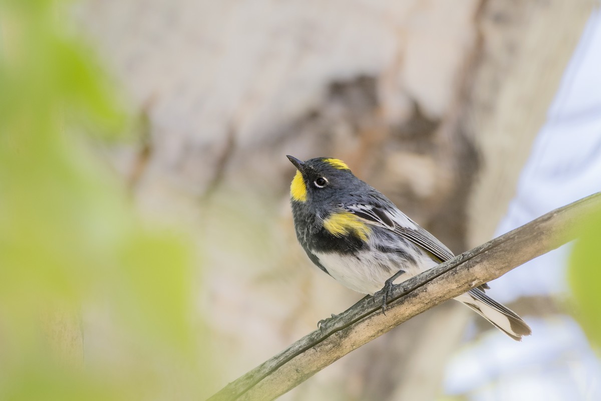 Yellow-rumped Warbler (Audubon's) - ML94010471