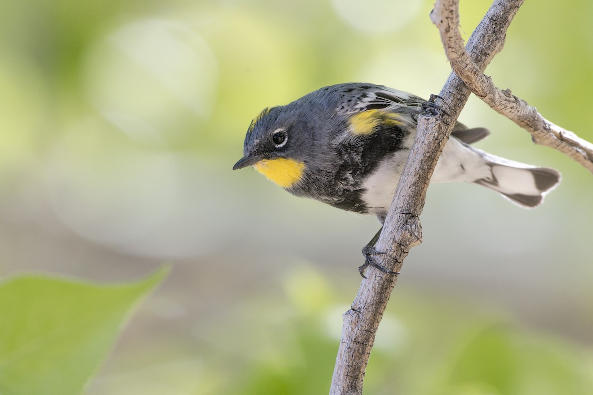 Yellow-rumped Warbler (Audubon's) - ML94010491