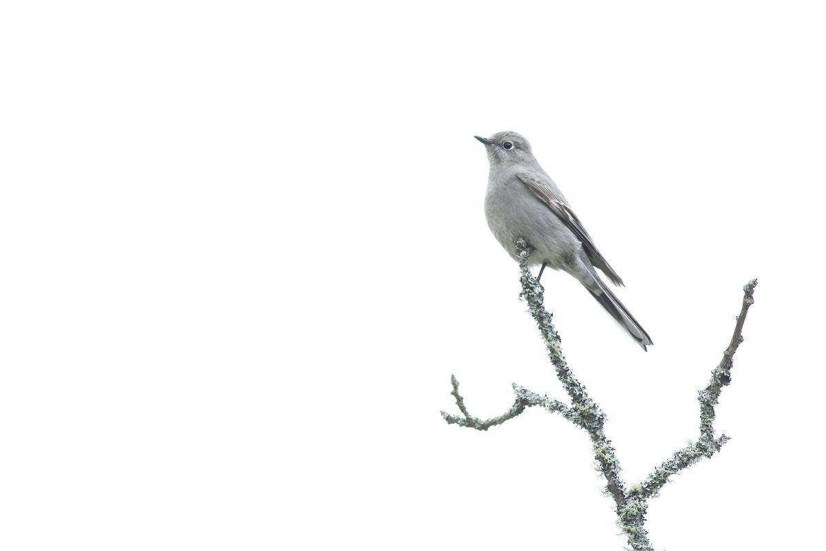 Townsend's Solitaire - ML94011131