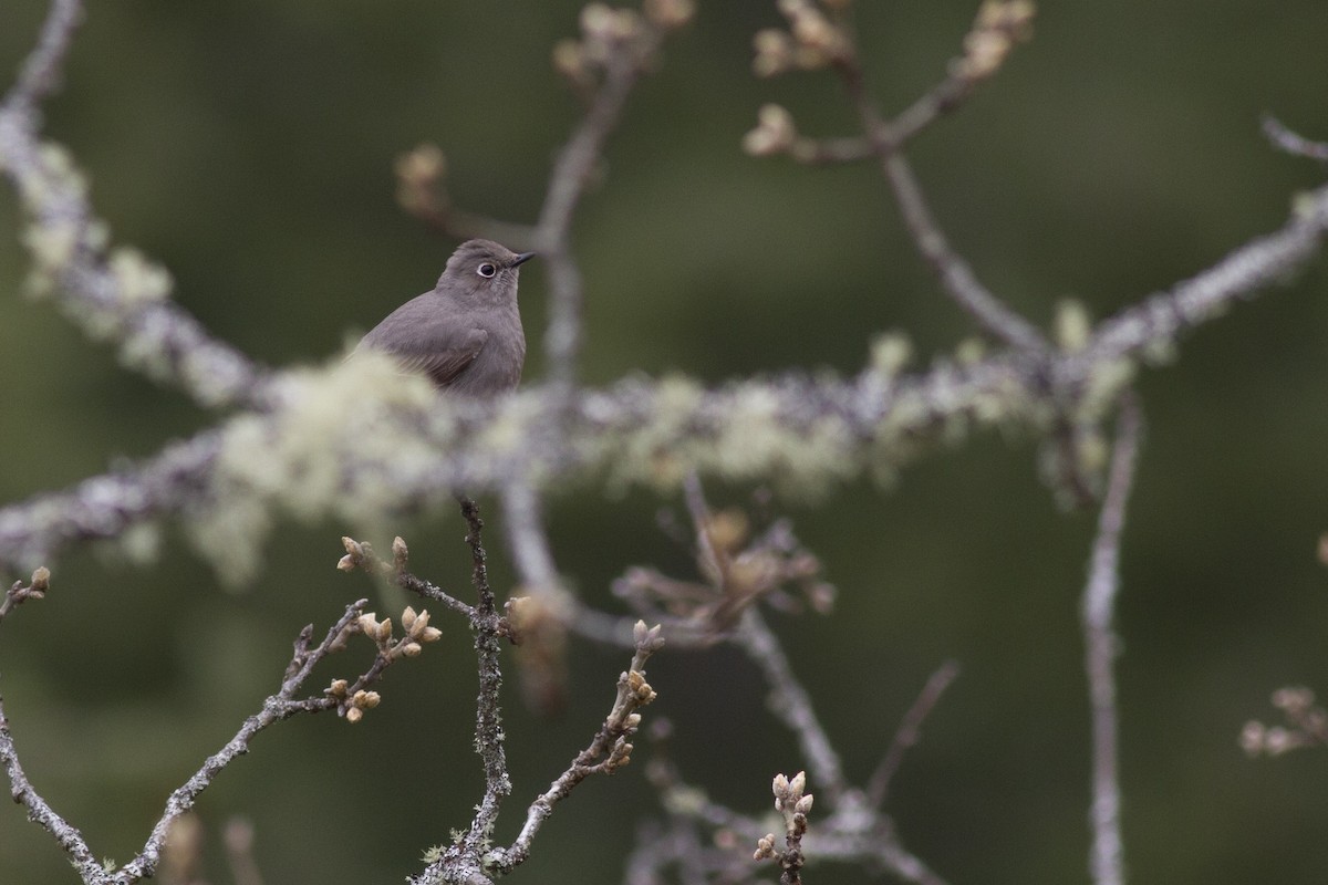 Townsend's Solitaire - ML94011141