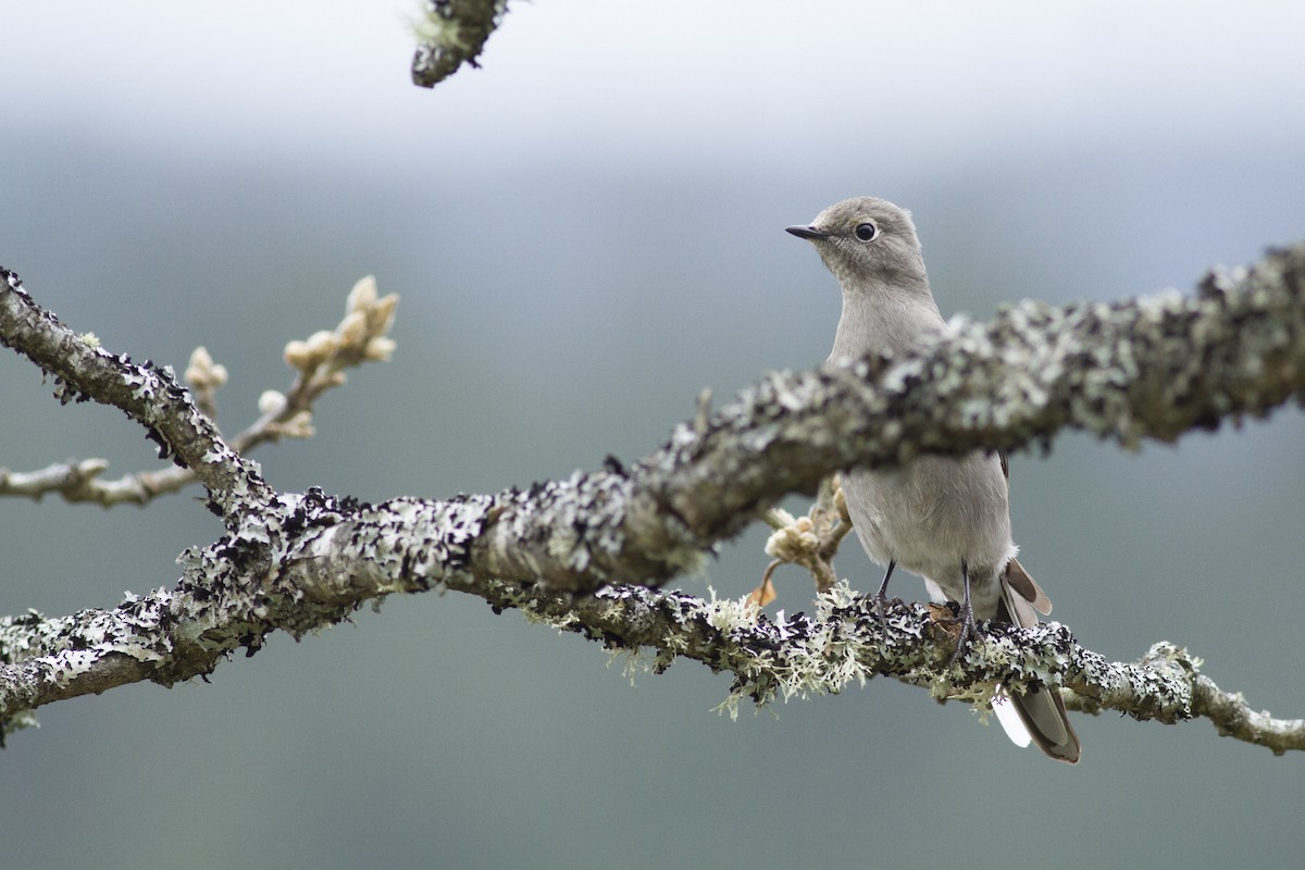 Townsend's Solitaire - ML94011151