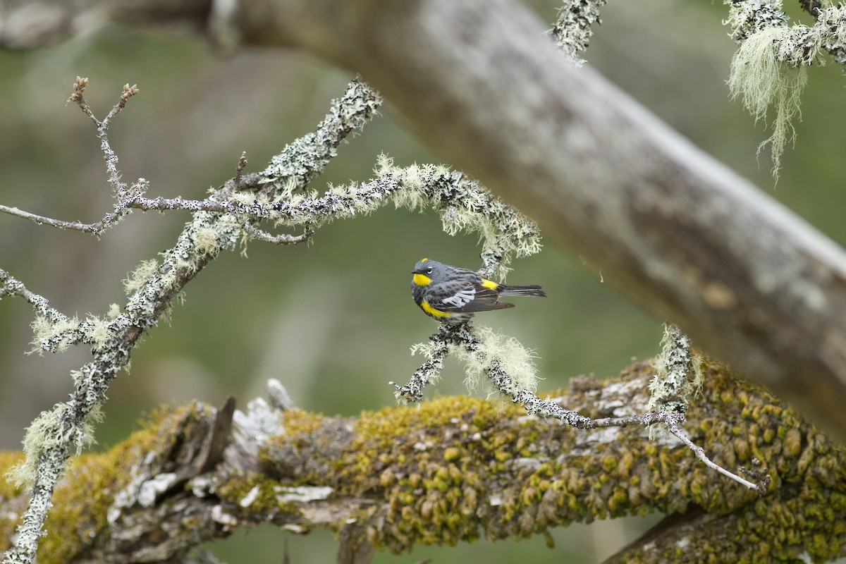 Yellow-rumped Warbler (Audubon's) - ML94011241