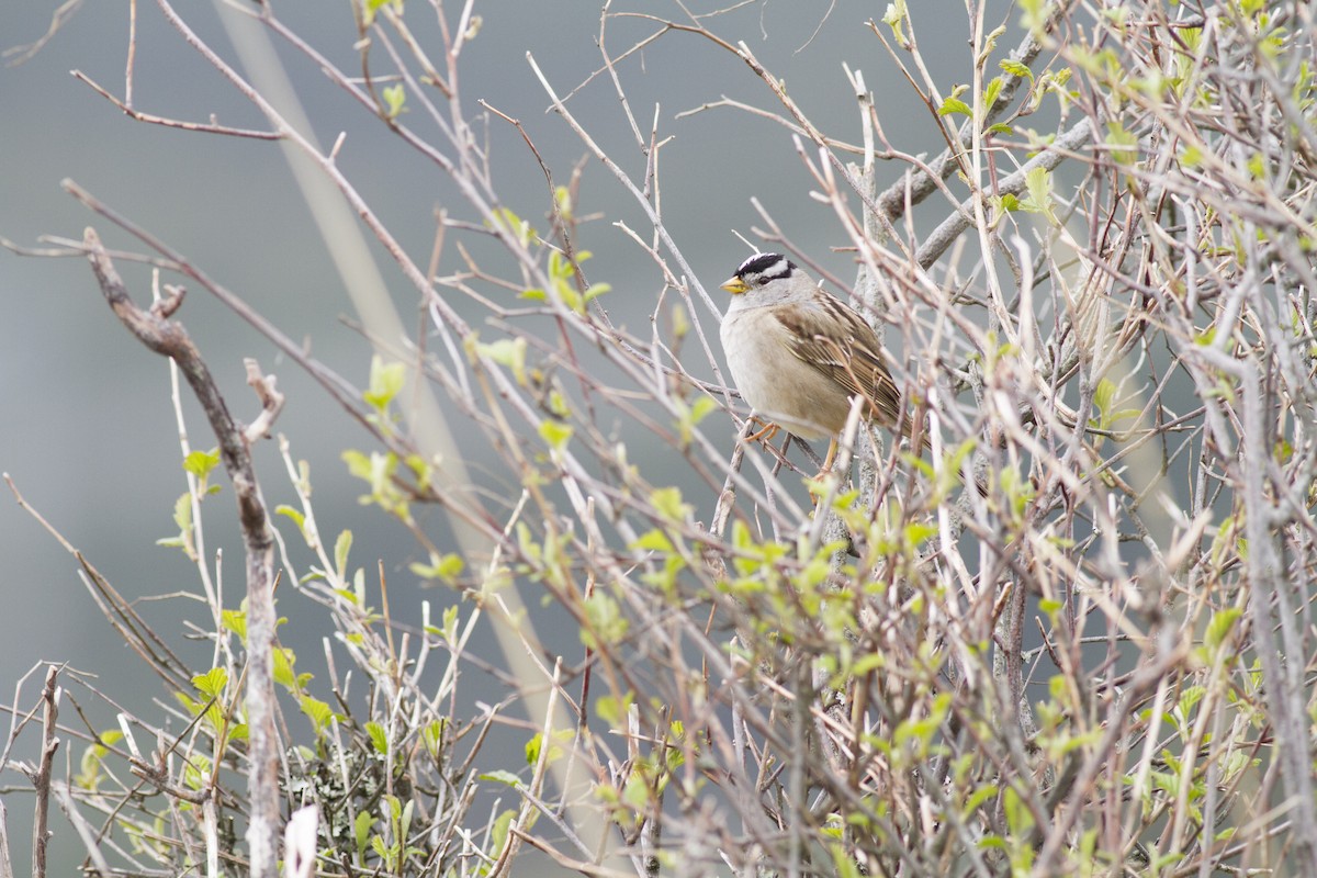White-crowned Sparrow - Thomas Barbin