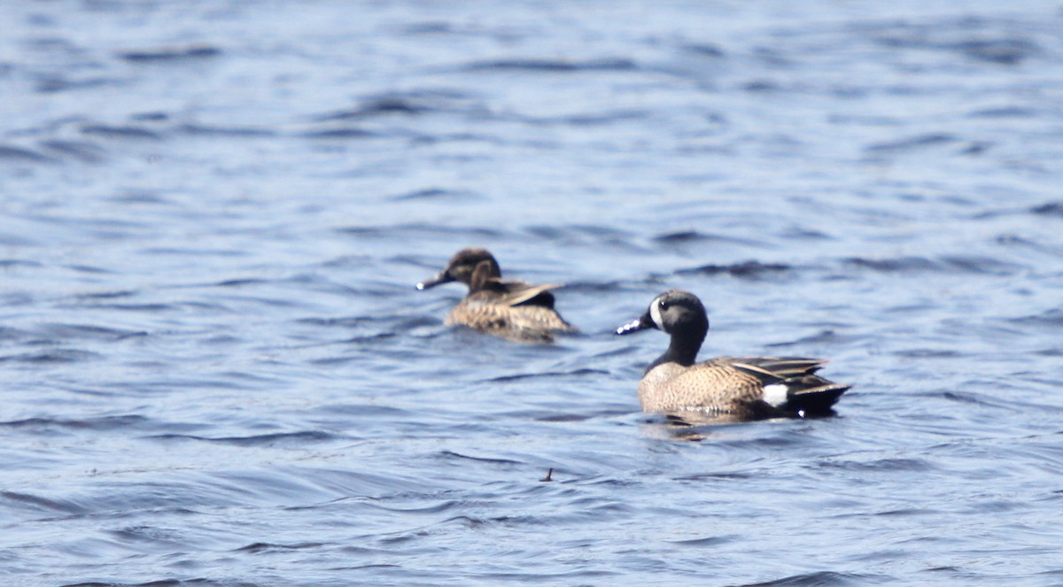 Blue-winged Teal - ML94016301