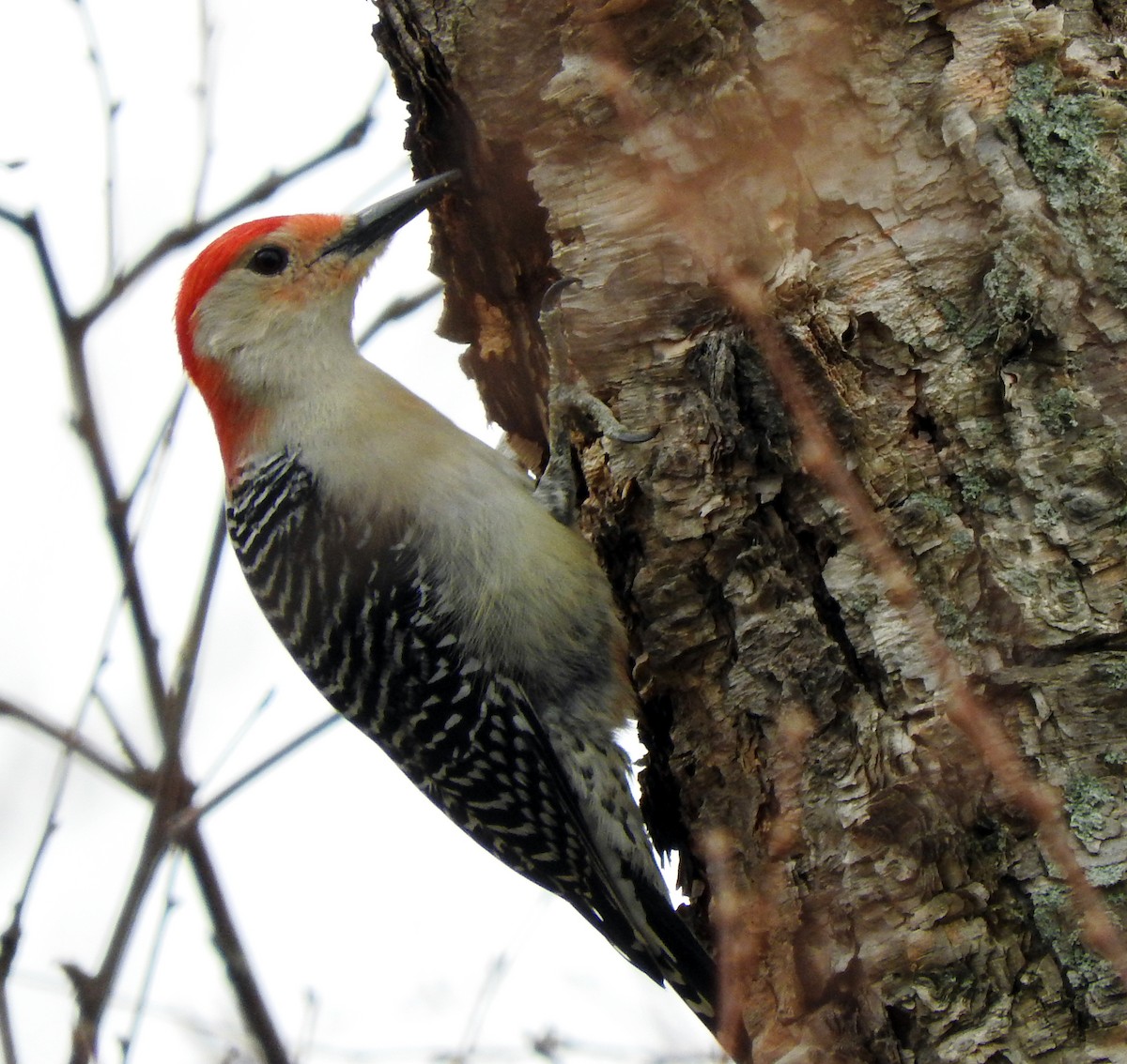 Red-bellied Woodpecker - Cristina Hartshorn