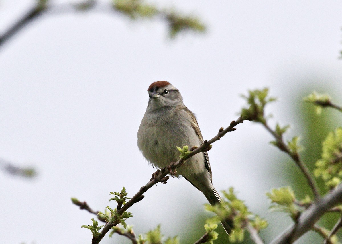 Chipping Sparrow - Dave Bengston