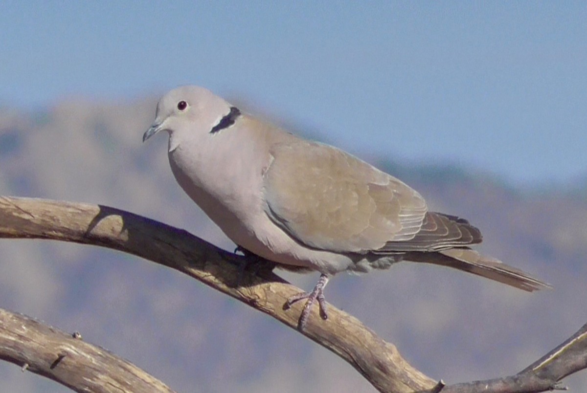 Eurasian Collared-Dove - Bernard Morris