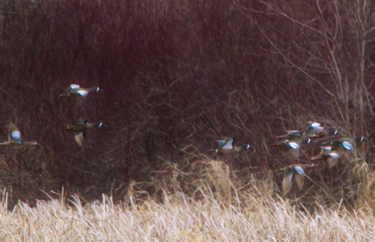Blue-winged Teal - ML94023341