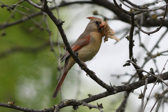 Female Northern Cardinal with nesting material. - Northern Cardinal - 