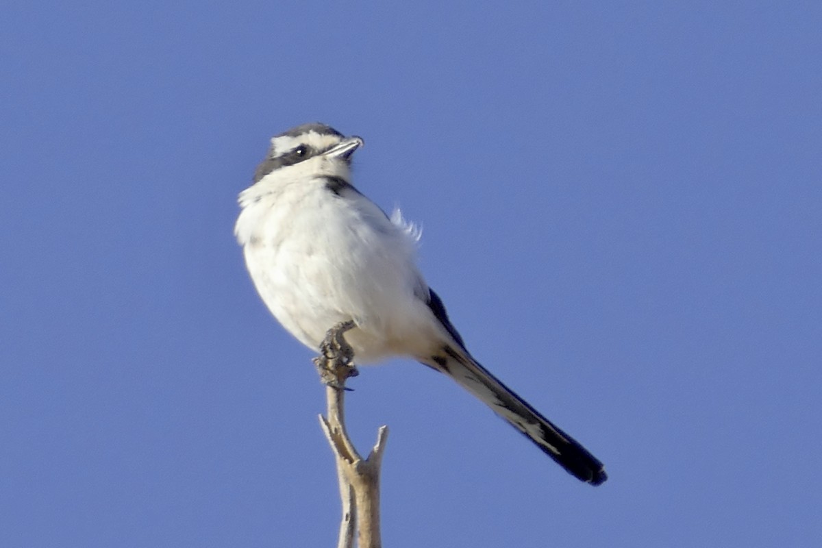 Southern Fiscal - ML94026191