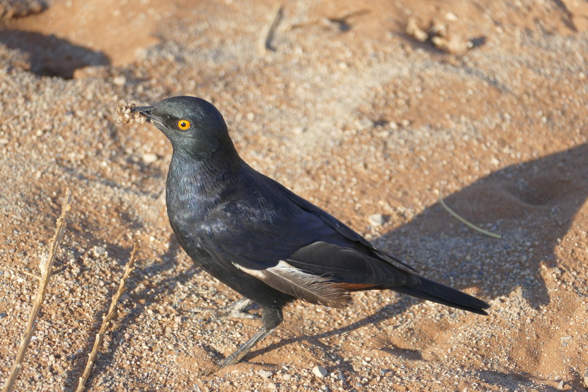 Pale-winged Starling - ML94026261