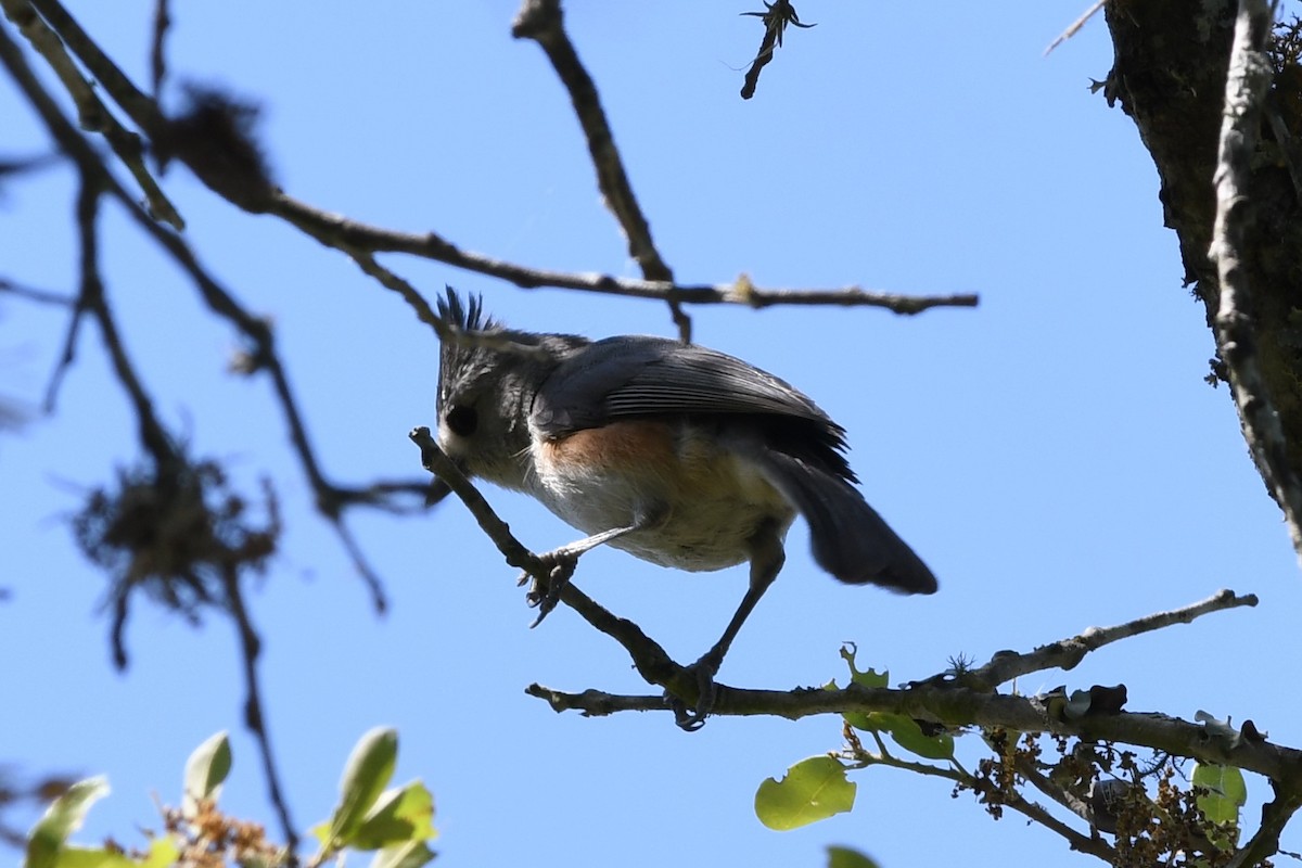 Tufted/Black-crested Titmouse - ML94028041