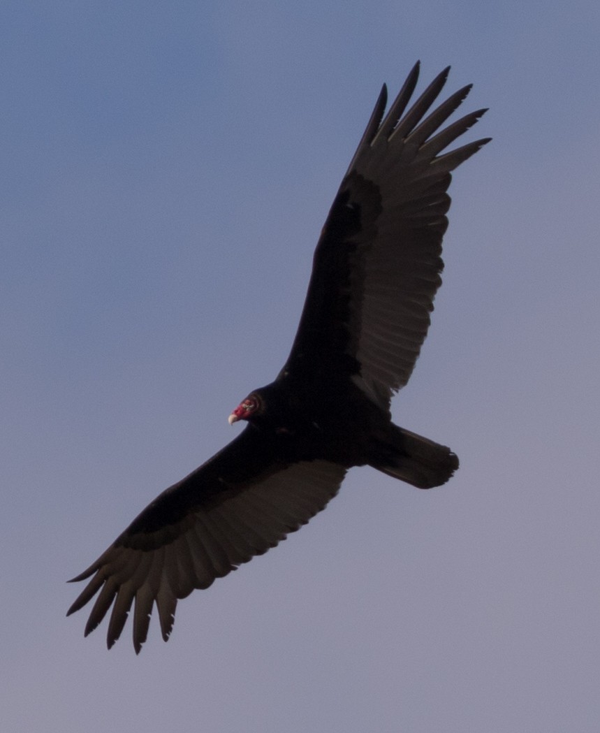 Turkey Vulture - Michael Kieron