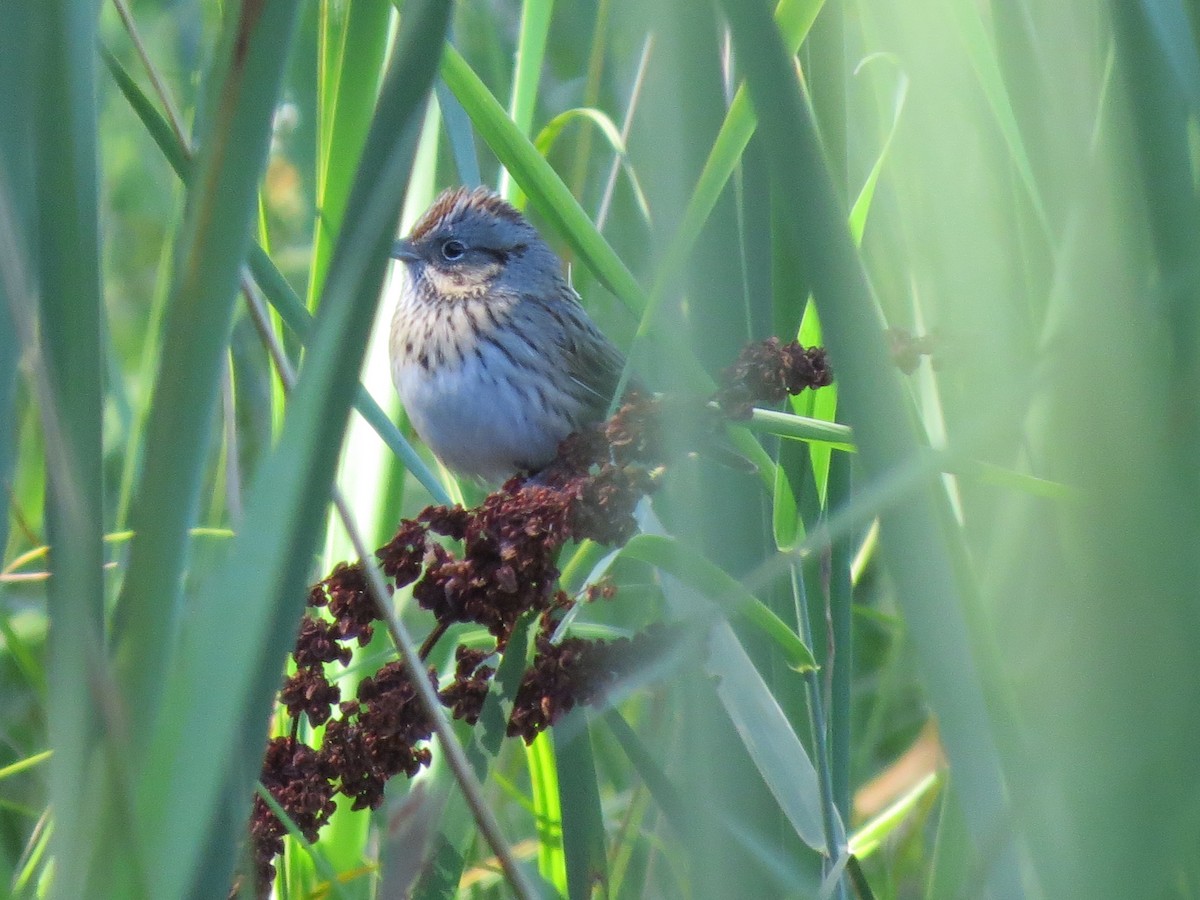 Lincoln's Sparrow - shawn richmond