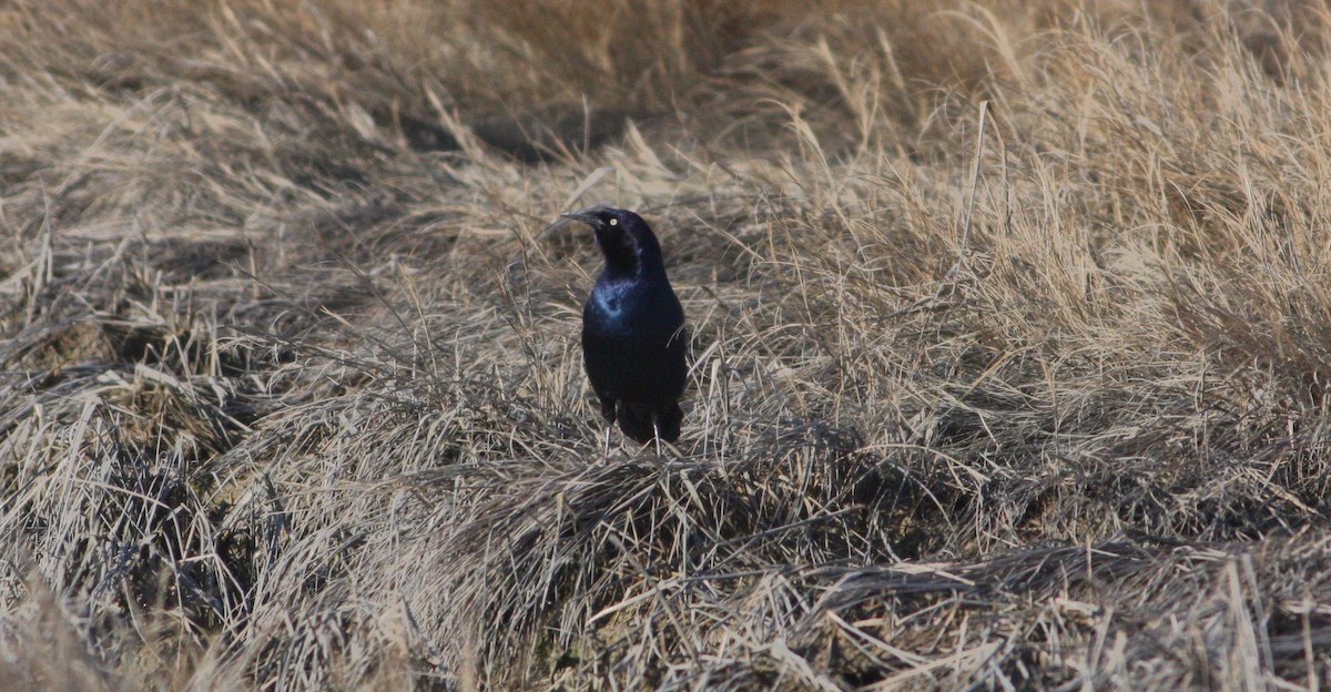 Boat-tailed Grackle - Taylor Sturm