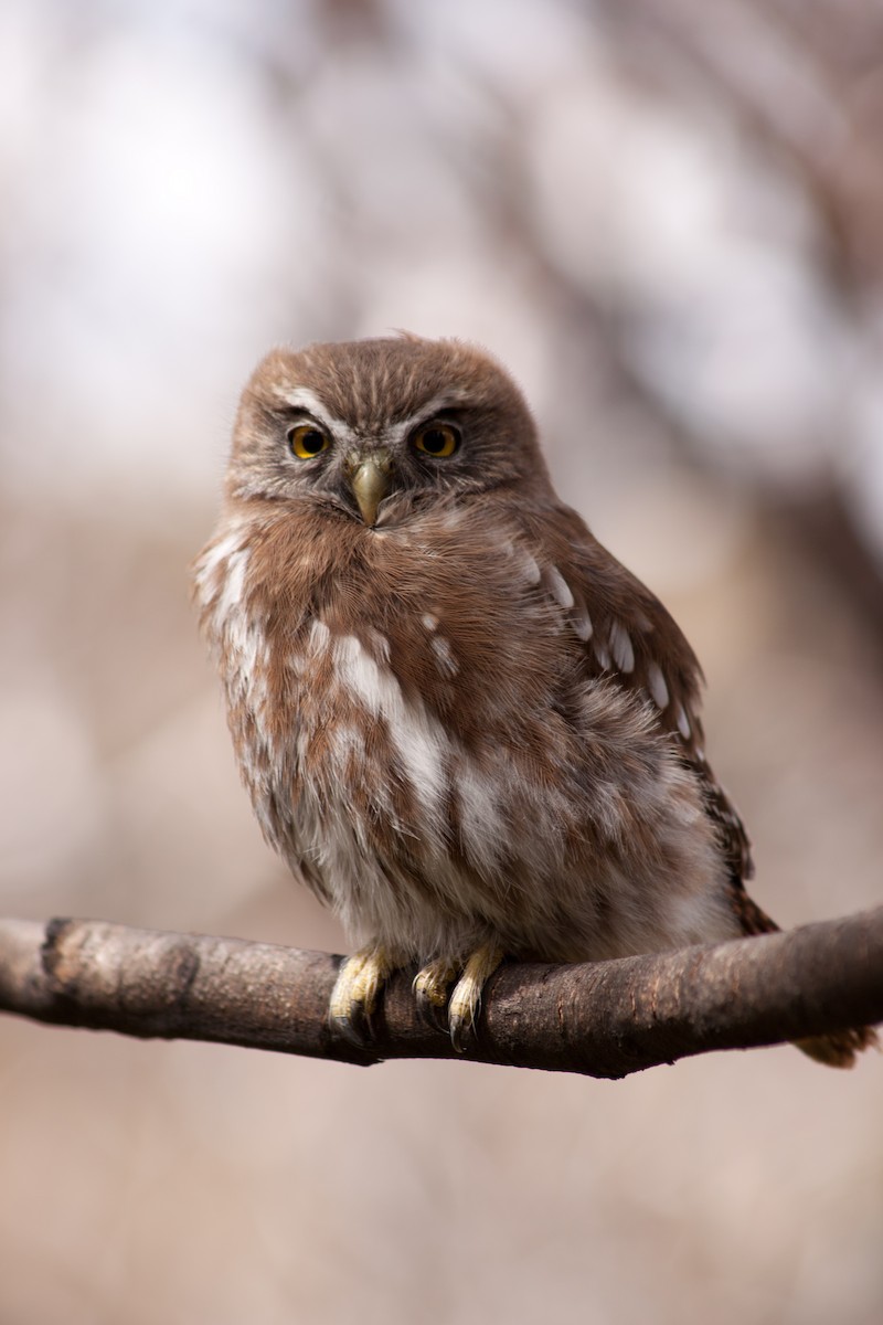 Austral Pygmy-Owl - ML94031461
