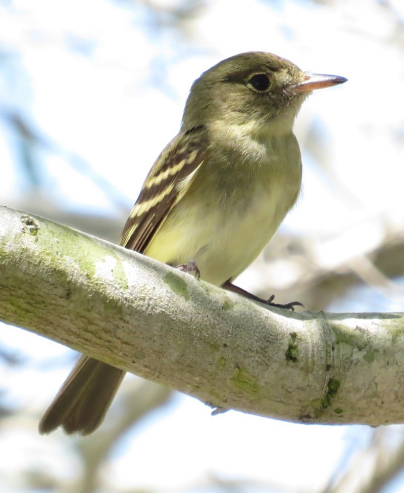Acadian Flycatcher - Mary Beth Stowe
