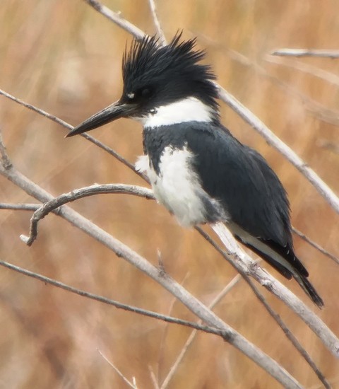 Belted Kingfisher - Kristin Purdy