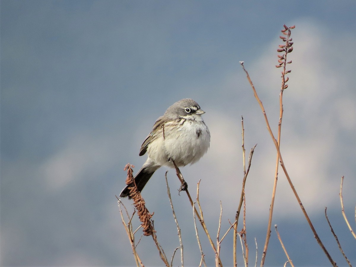 Sagebrush Sparrow - Ethan Kistler