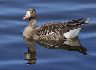 Greater White-fronted Goose, ML94039761