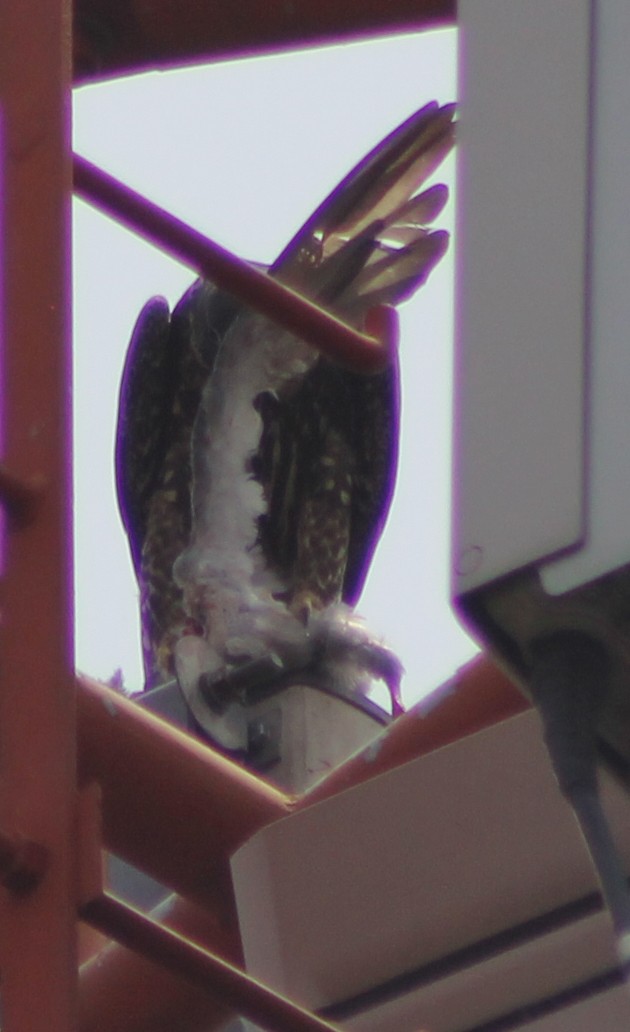 Peregrine Falcon (Peale's) - ML94040291