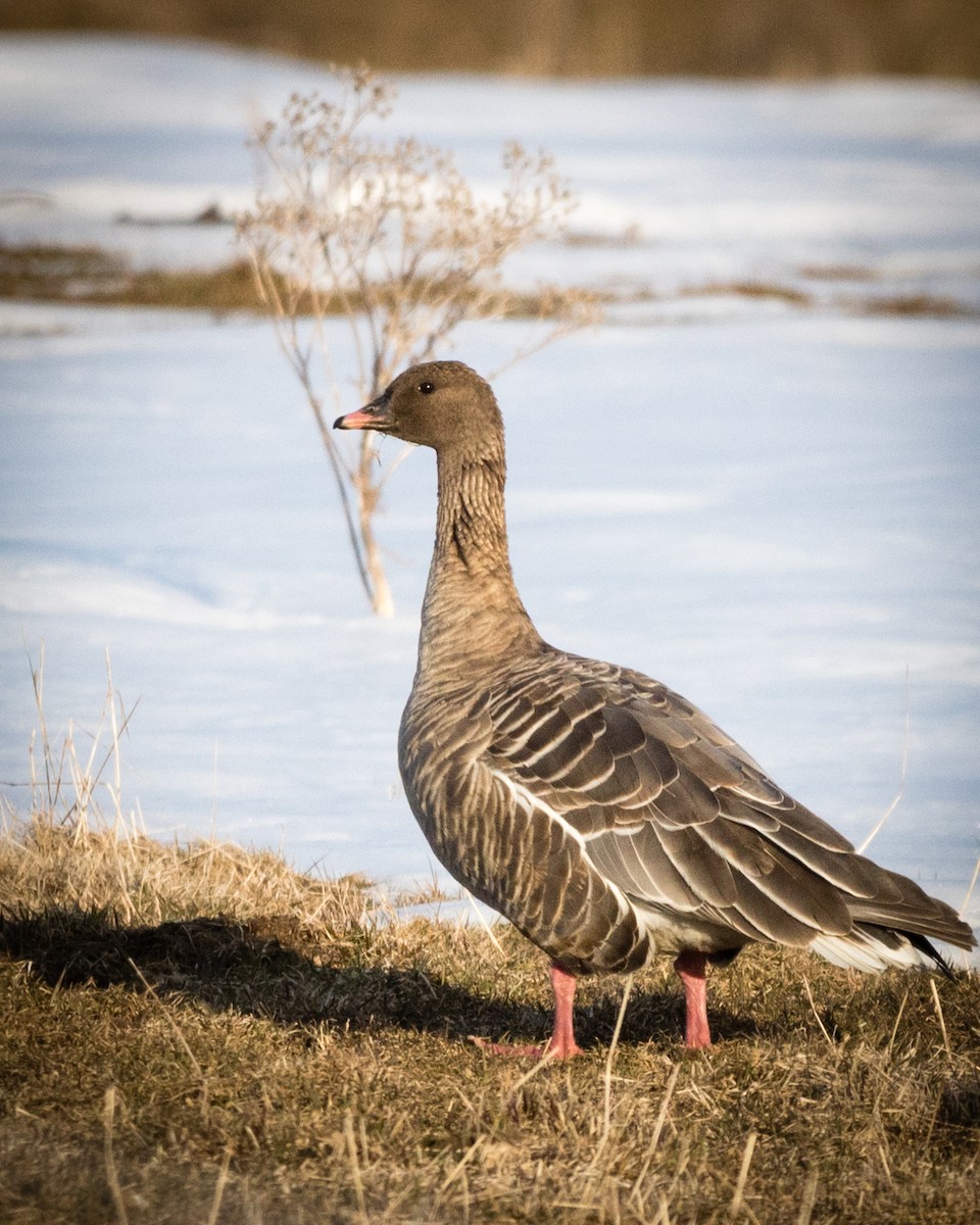 Pink-footed Goose - ML94045231