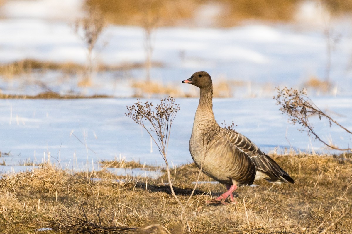 Pink-footed Goose - ML94045241