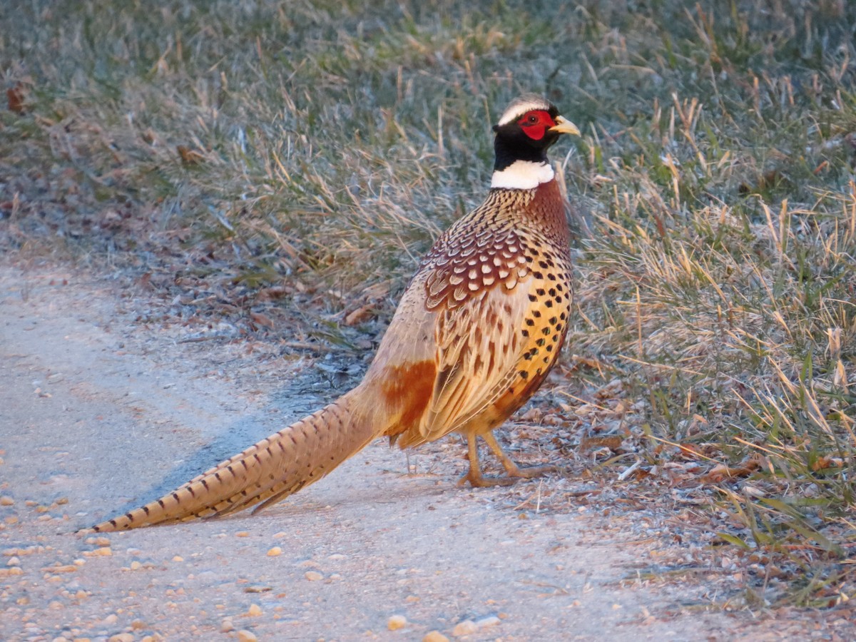 Ring-necked Pheasant - Emily Tornga