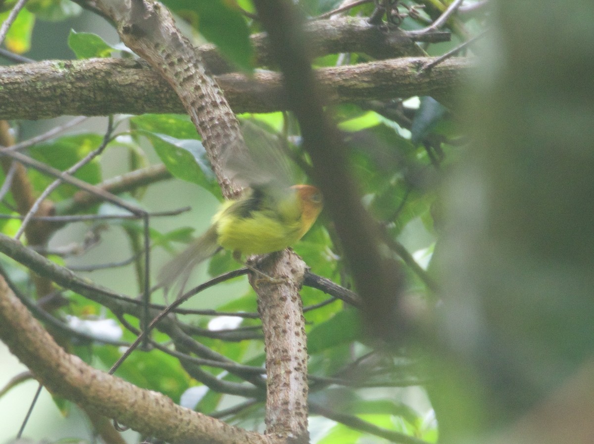 Yellow-breasted Warbler - Scott Baker