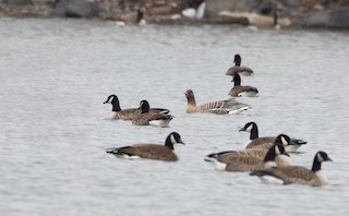 Pink-footed Goose, ML94047611