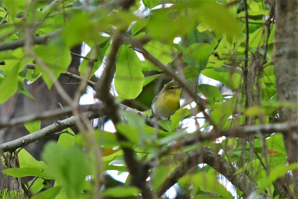 Yellow-throated Vireo - Andrew Lydeard
