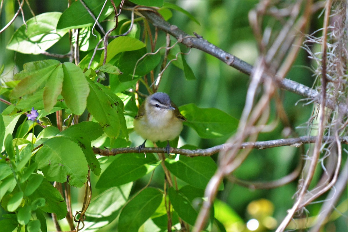 Red-eyed Vireo - Andrew Lydeard