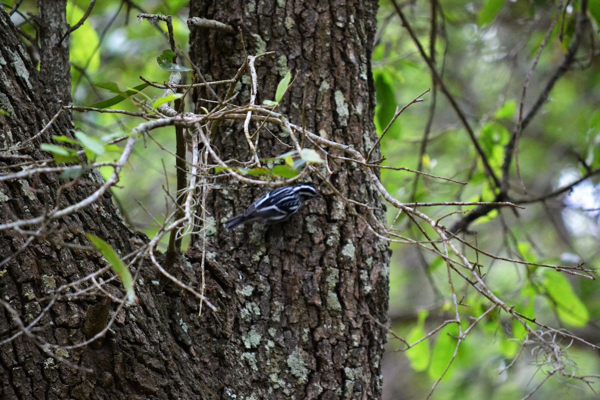 Black-and-white Warbler - Andrew Lydeard