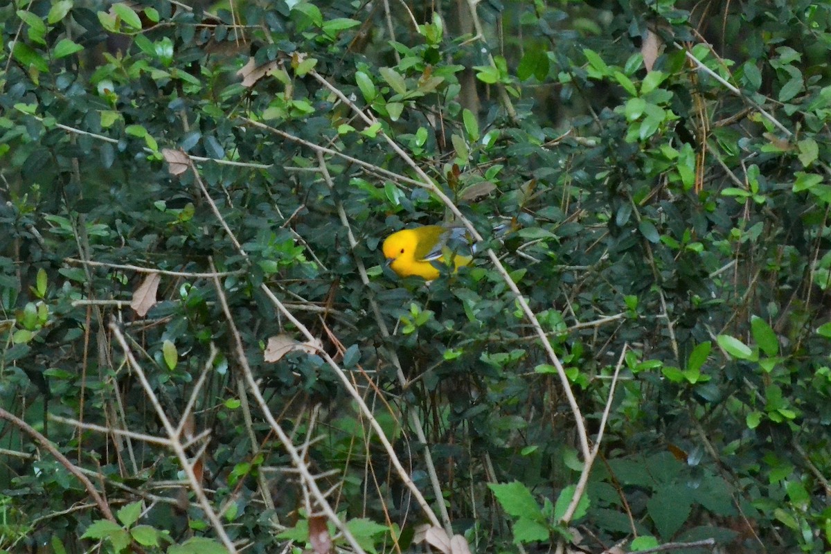 Prothonotary Warbler - Andrew Lydeard
