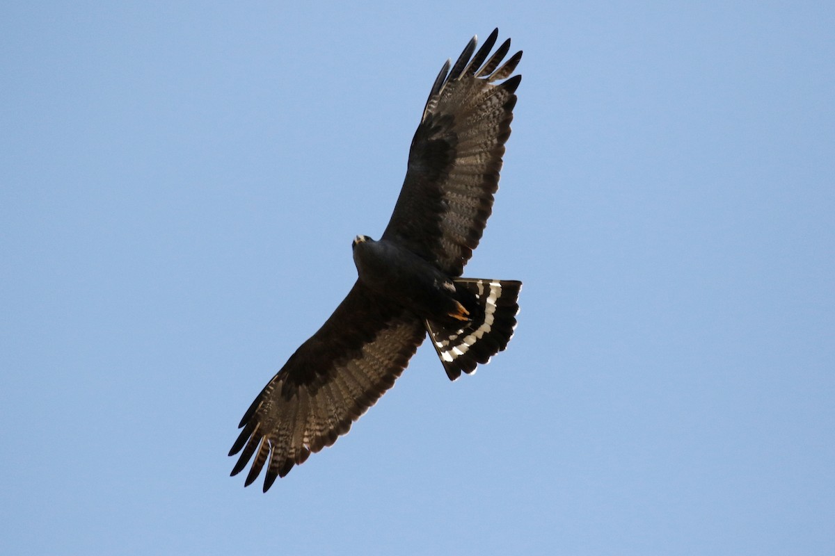 Zone-tailed Hawk - ML94050371