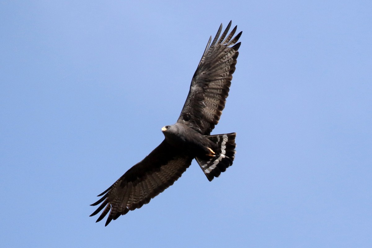 Zone-tailed Hawk - ML94050441