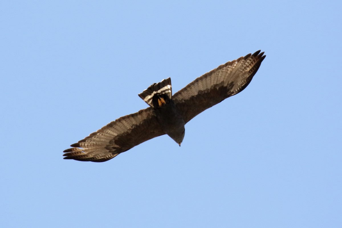 Zone-tailed Hawk - ML94050491
