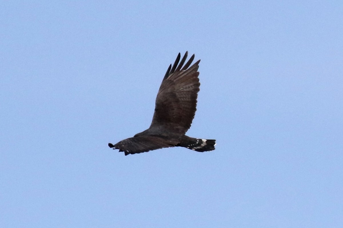 Zone-tailed Hawk - ML94050531