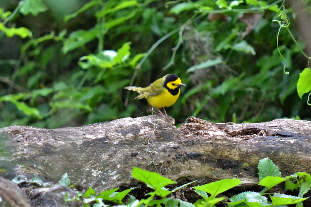 Hooded Warbler - Andrew Lydeard