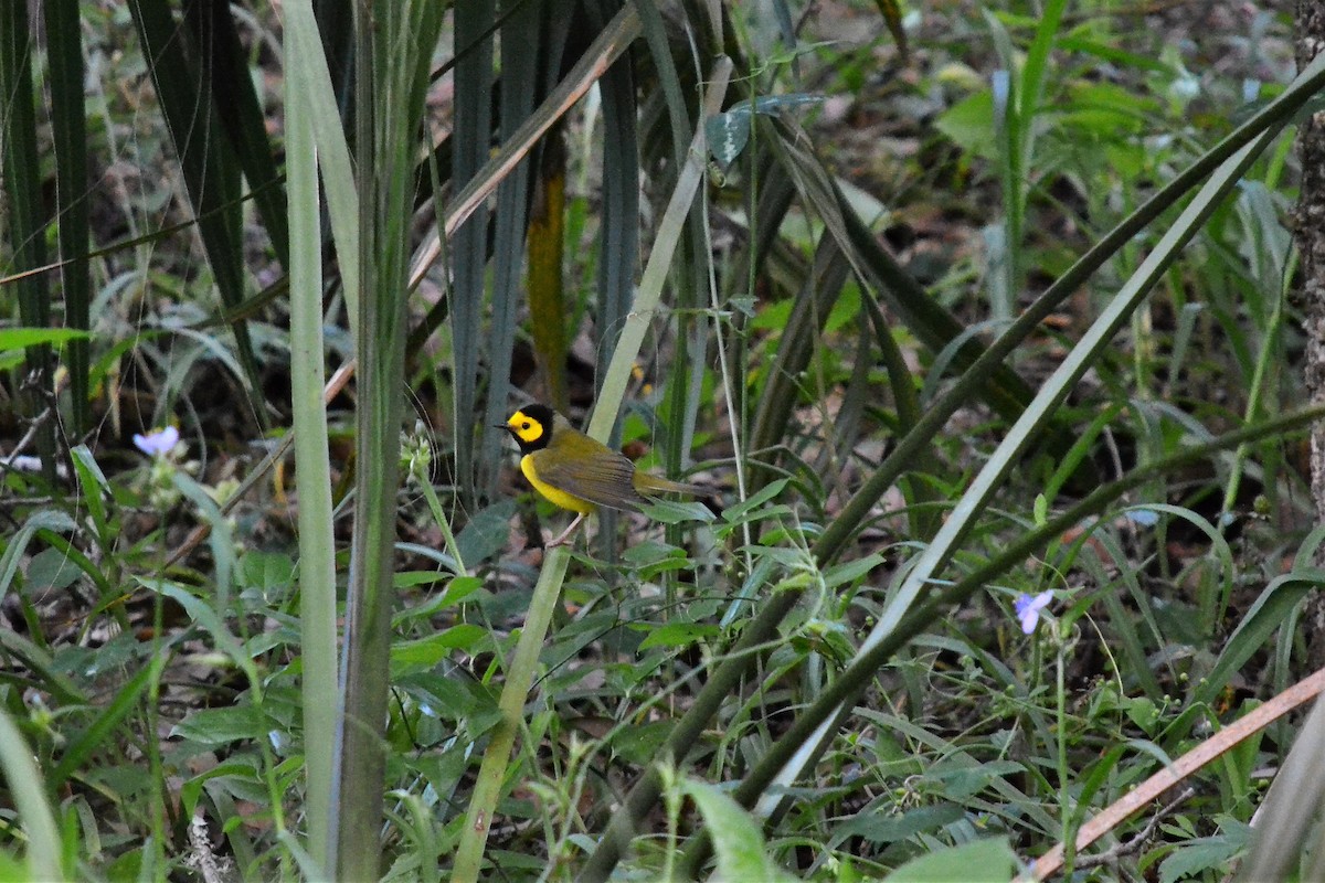 Hooded Warbler - Andrew Lydeard