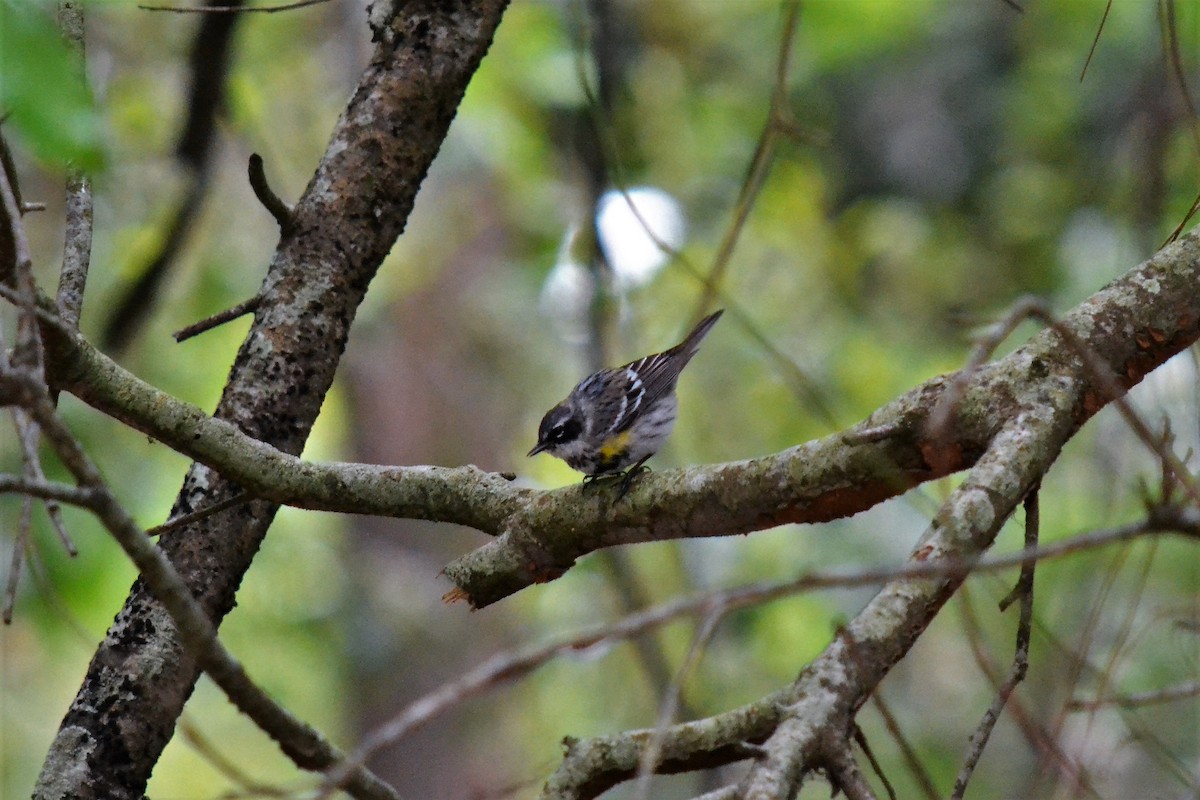 Yellow-rumped Warbler - Andrew Lydeard
