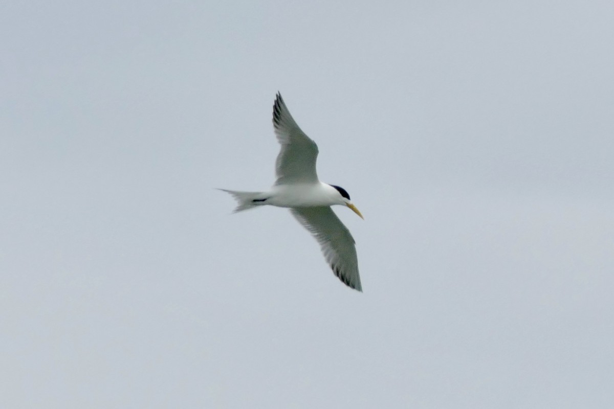 Great Crested Tern - ML94050991