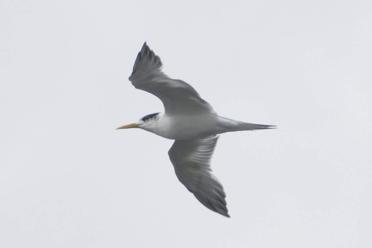 Great Crested Tern - ML94051031