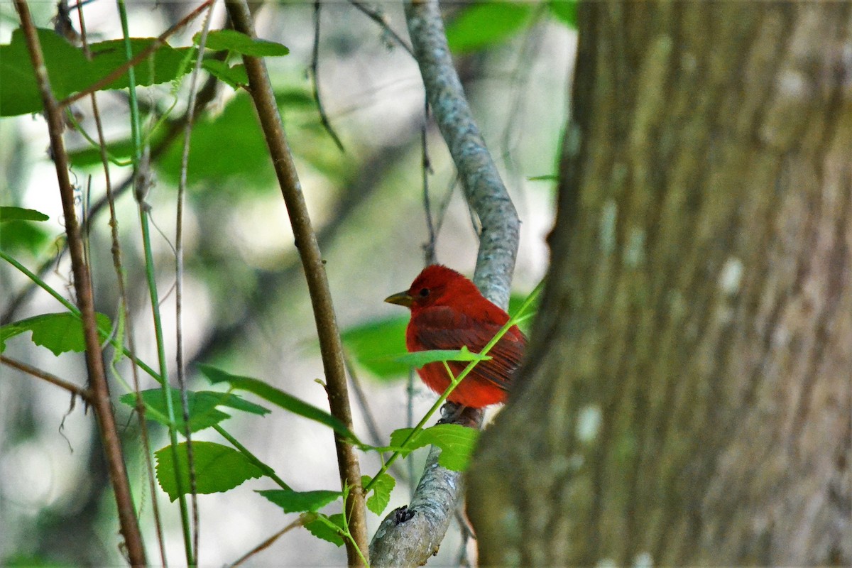 Summer Tanager - Andrew Lydeard