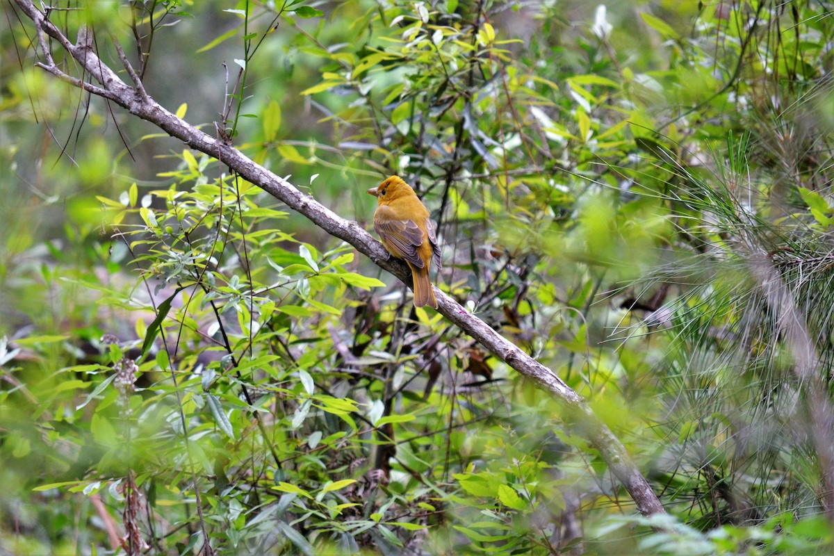 Summer Tanager - Andrew Lydeard