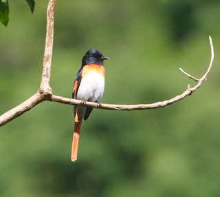  - Flores Minivet