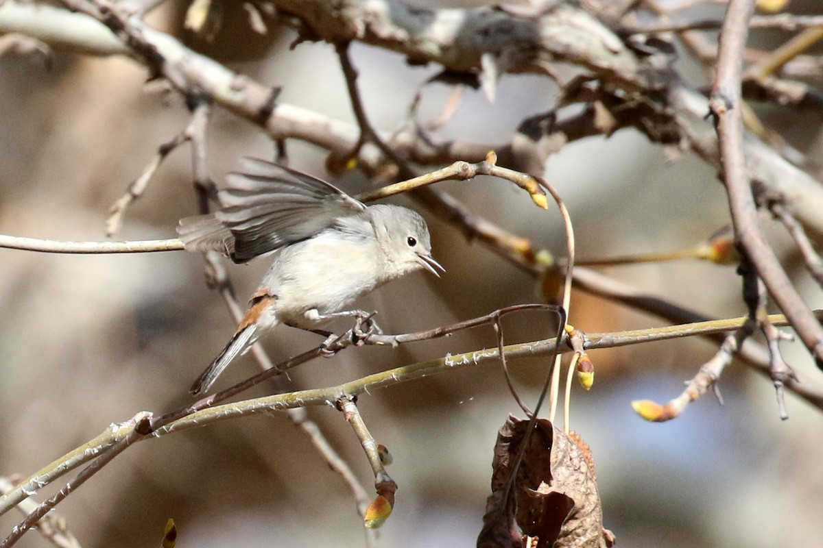Lucy's Warbler - ML94054051